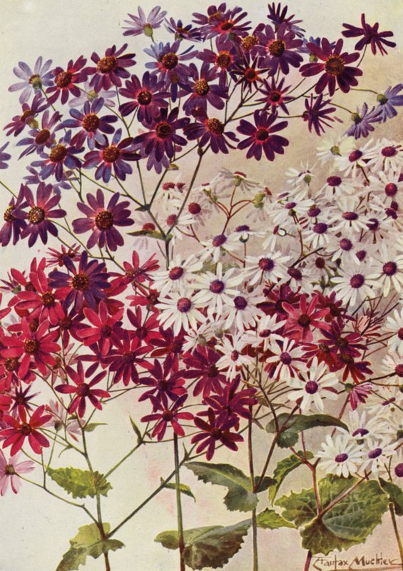 Cinerarias étoilées - Angelo Fairfax Muckley