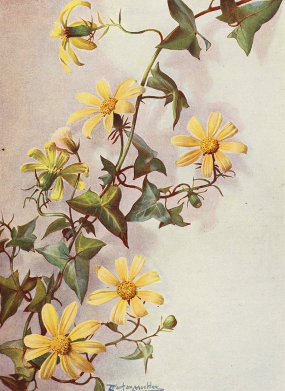 Le lierre du Cap jaune, Senecio Macroglossus - Angelo Fairfax Muckley