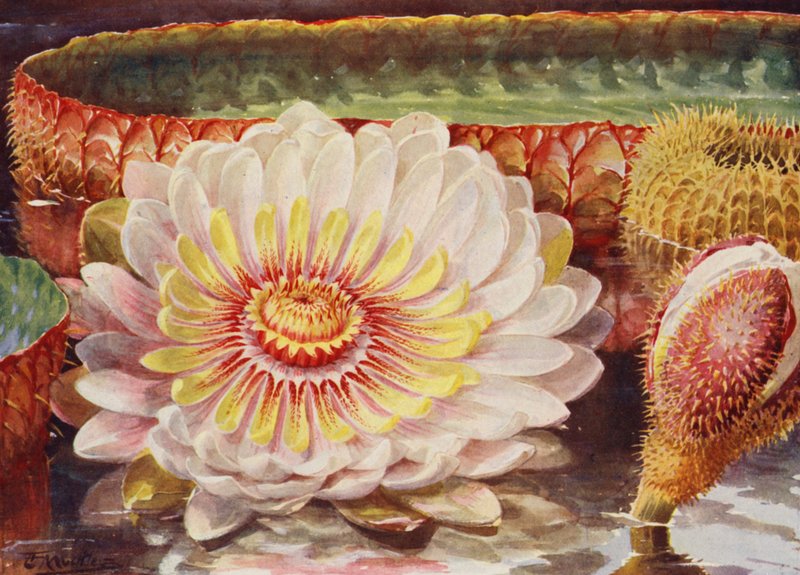 Victoria Regia, la plus noble de toutes les plantes aquatiques - Angelo Fairfax Muckley