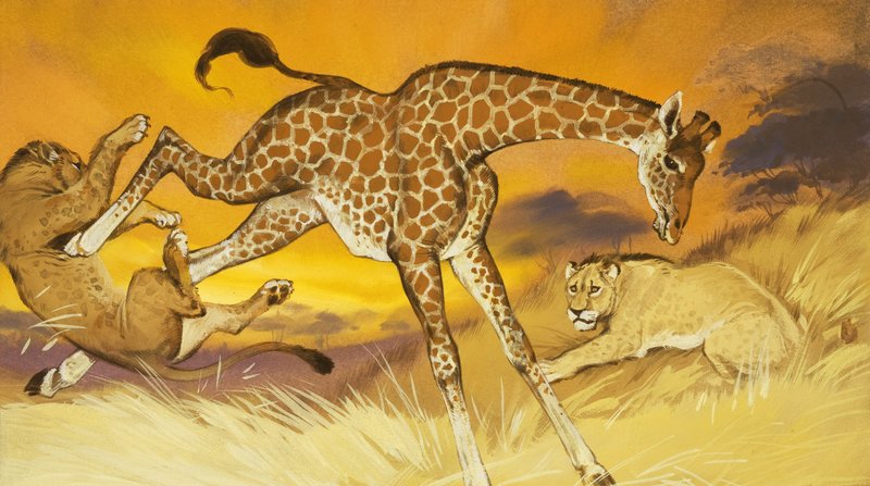Girafe donnant un coup de pied au lion - Angus McBride
