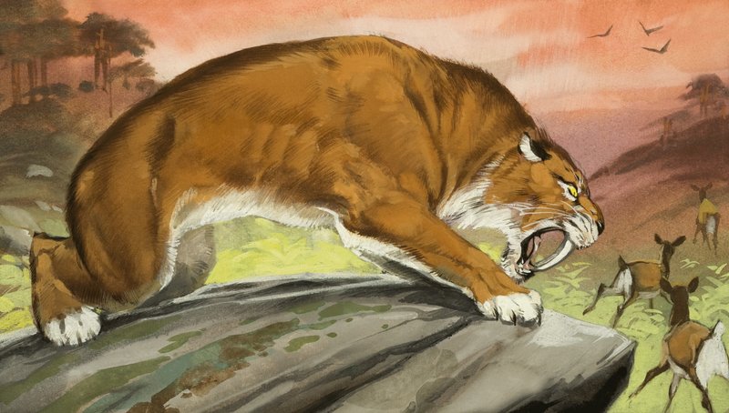 Le tigre à dents de sabre en chasse - Angus McBride
