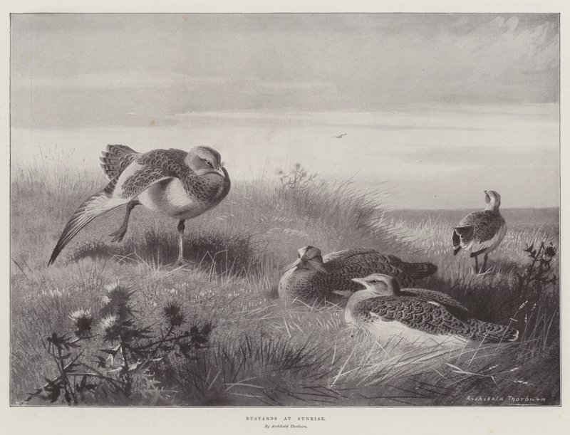Outardes au lever du soleil - Archibald Thorburn