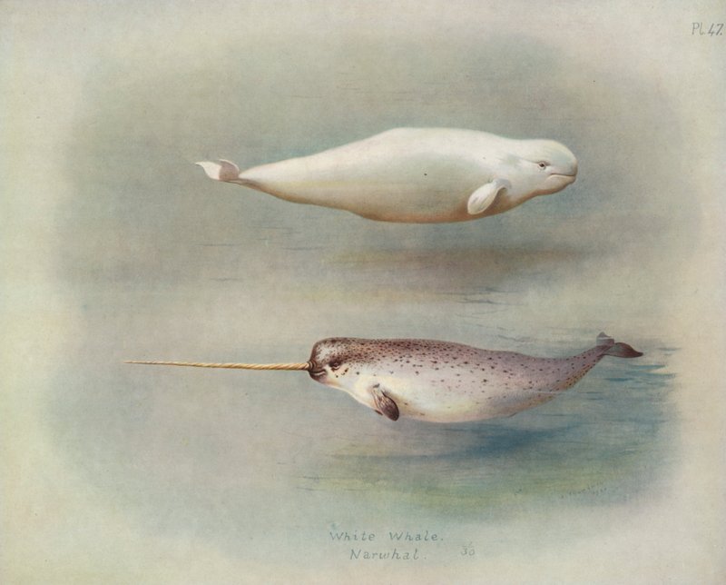 Béluga, Narval - Archibald Thorburn
