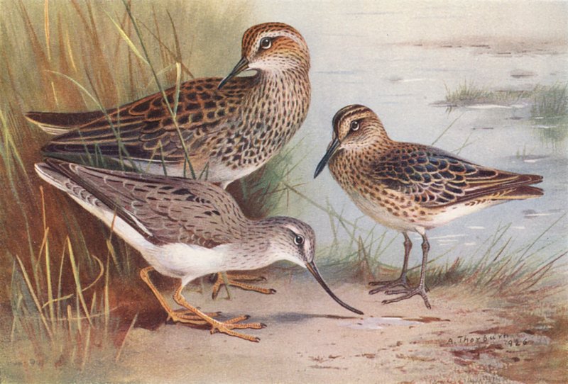 Bécasseau Pectoral Américain, Bécasseau à Bec Large, Bécasseau de Terek - Archibald Thorburn