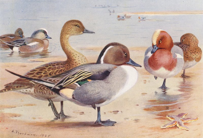 Canard d