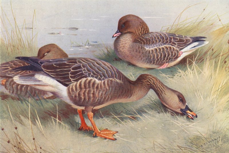Oie des moissons, Oie à pieds roses - Archibald Thorburn