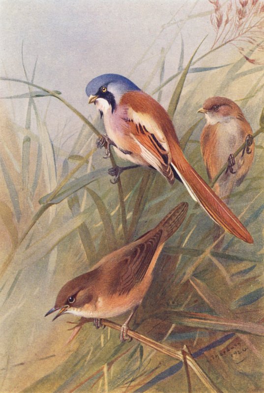 Mésange à Longue Queue (mâle et femelle), Fauvette de Savi - Archibald Thorburn