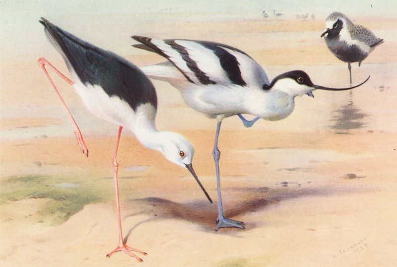 Échasse blanche, Avocette, Pluvier argenté (été) - Archibald Thorburn