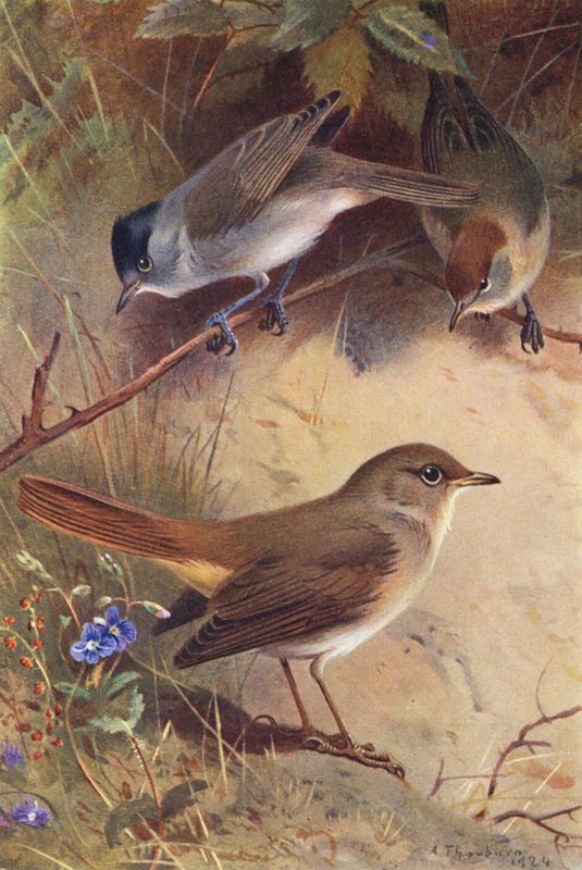 Fauvette à Tête Noire (mâle et femelle), Rossignol - Archibald Thorburn