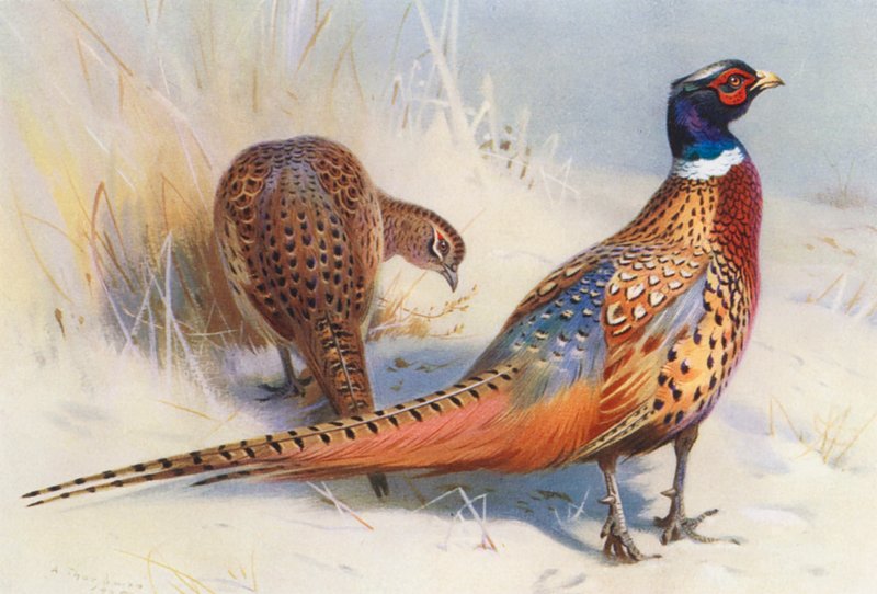 Faisan à collier chinois (mâle et femelle) - Archibald Thorburn