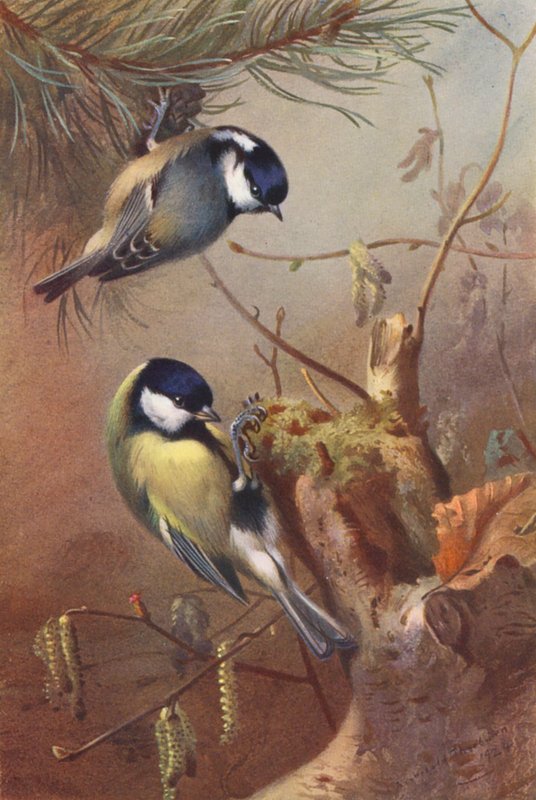 Mésange charbonnière, Mésange nonnette - Archibald Thorburn
