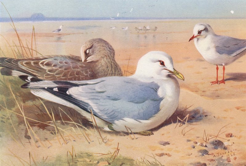 Mouette Rieuse (adulte et jeune), Mouette Mélanocéphale (hiver) - Archibald Thorburn