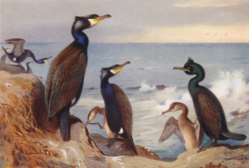 Grand cormoran (adulte et immature), Cormoran huppé (adulte et immature) - Archibald Thorburn