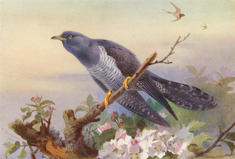 Coucou - Archibald Thorburn