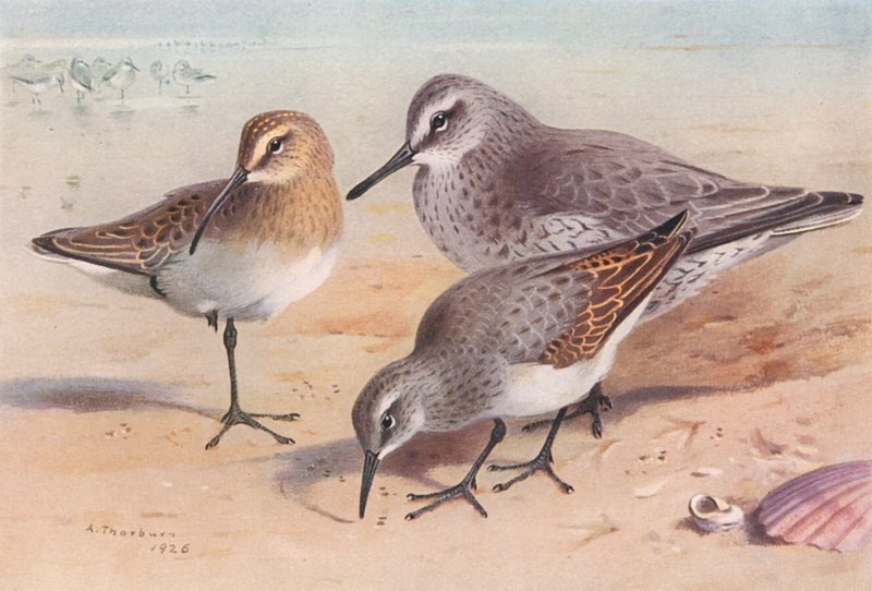 Bécasseau Cocorli (immature, automne), Bécasseau Maubèche (hiver), Bécasseau Variable (hiver) - Archibald Thorburn