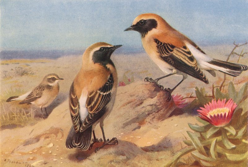 Traquet pie oriental (femelle), Traquet à gorge noire, Traquet du désert - Archibald Thorburn