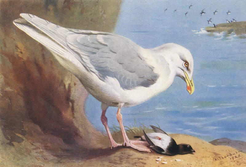 Goéland bourgmestre, Petit Pingouin (été) - Archibald Thorburn