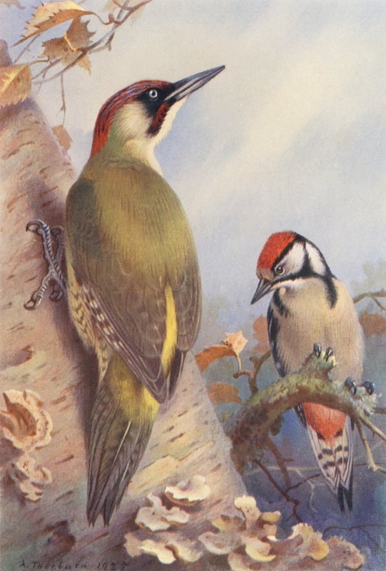 Pic vert, Pic épeiche (immature) - Archibald Thorburn