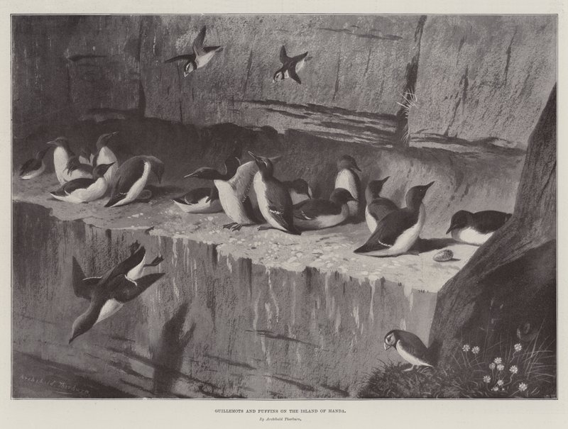 Guillemots et macareux sur l