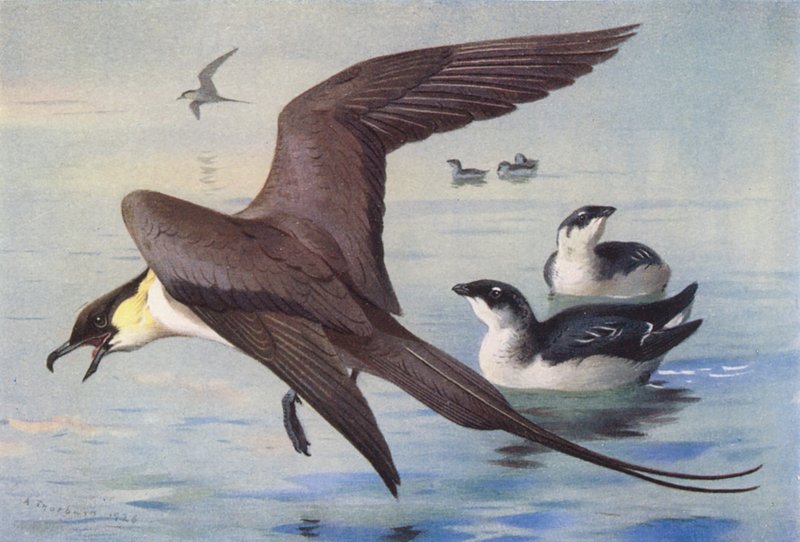 Labbe à longue queue, petit pingouin (hiver) - Archibald Thorburn