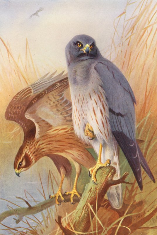 Busard des roseaux (mâle et femelle) (lithographie en couleur) - Archibald Thorburn