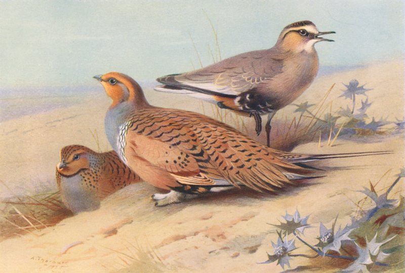 Ganga de Pallas (mâle et femelle), Pluvier sociable - Archibald Thorburn