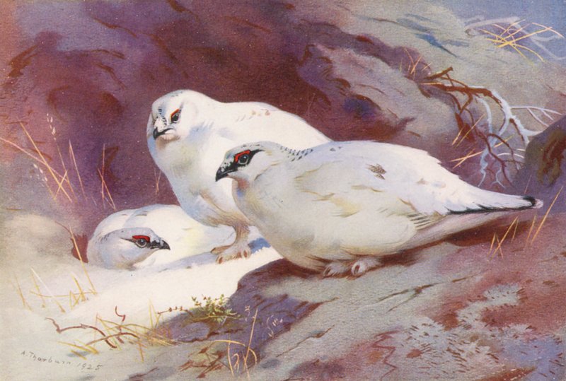 Lagopède (mâle et femelle, hiver) - Archibald Thorburn