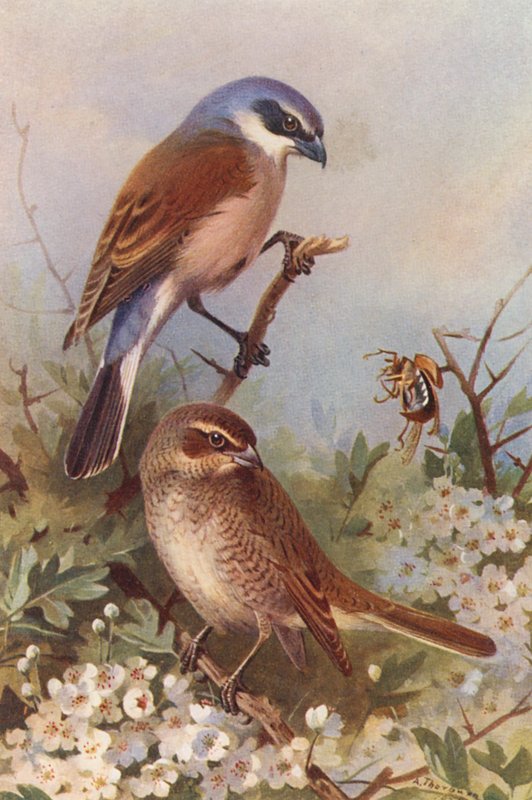 Pie-grièche écorcheur (mâle et femelle) - Archibald Thorburn
