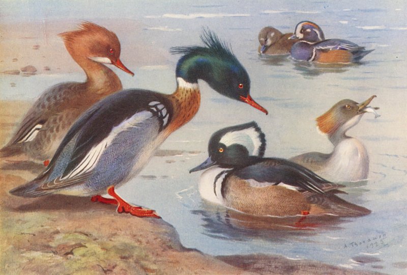 Harle huppé (mâle et femelle), Canard arlequin (mâle et femelle), Harle couronné (mâle et femelle) - Archibald Thorburn