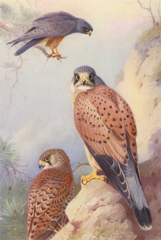 Faucon kobez, Crécerelle (mâle et femelle) - Archibald Thorburn