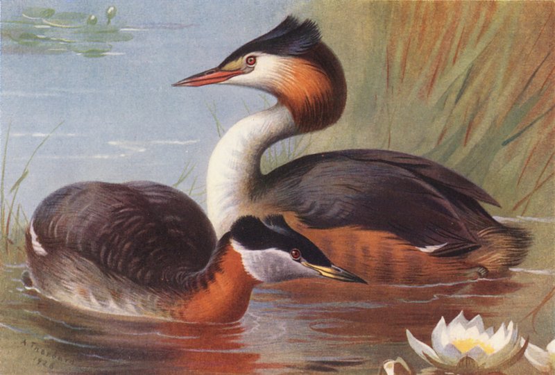 Grèbe jougris, Grèbe huppé - Archibald Thorburn