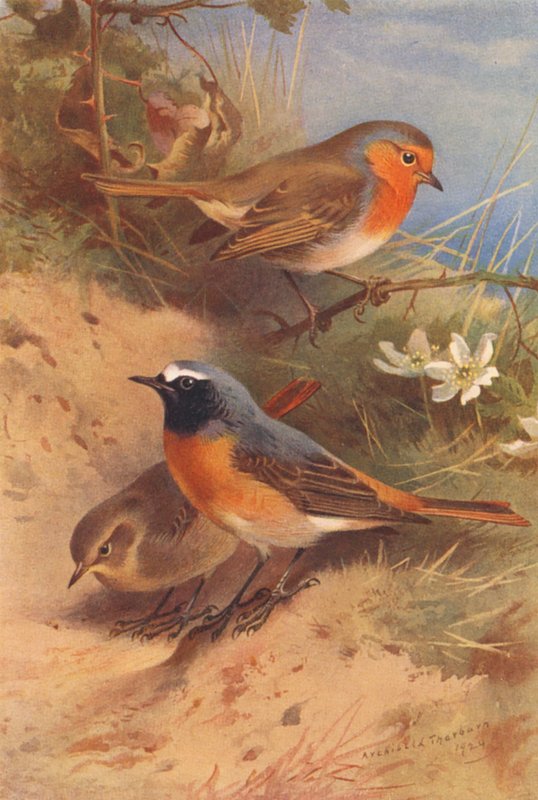 Rouge-gorge, Rougequeue (mâle et femelle) (lithographie en couleur) - Archibald Thorburn