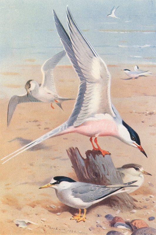 Sterne de Dougall (adulte et jeune), Petite Sterne (adulte et jeune) - Archibald Thorburn