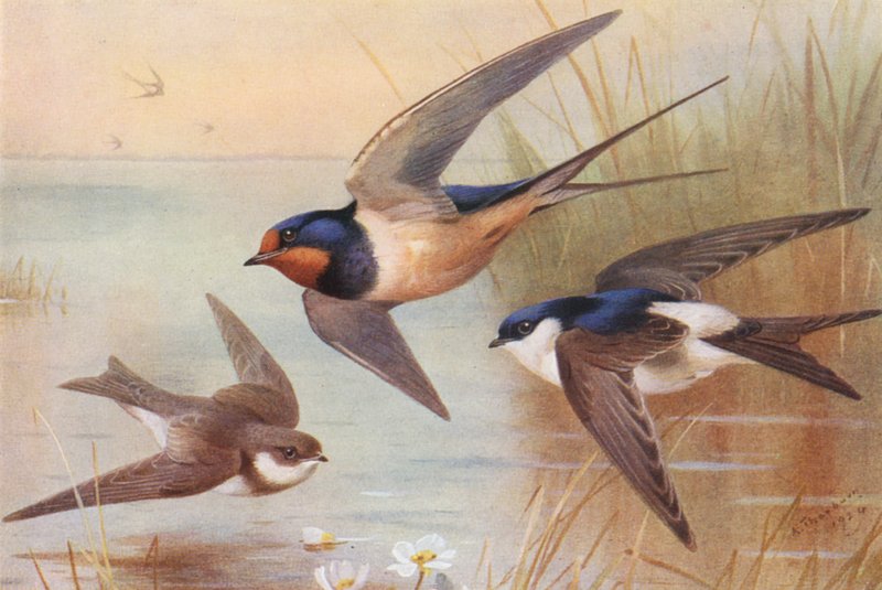 Hirondelle de rivage, Hirondelle, Martin - Archibald Thorburn
