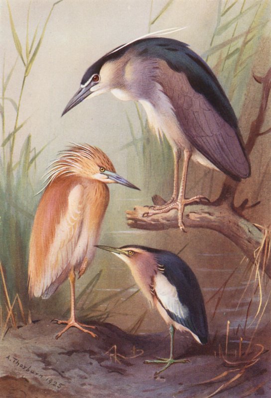 Héron crabier, Bihoreau gris, Blongios nain - Archibald Thorburn