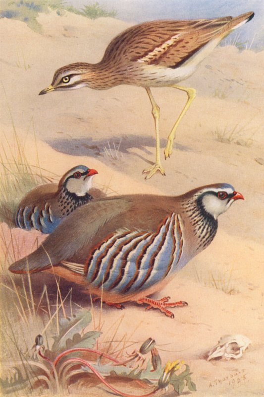 Œdicnème criard, Perdrix rouge (mâle et femelle) - Archibald Thorburn