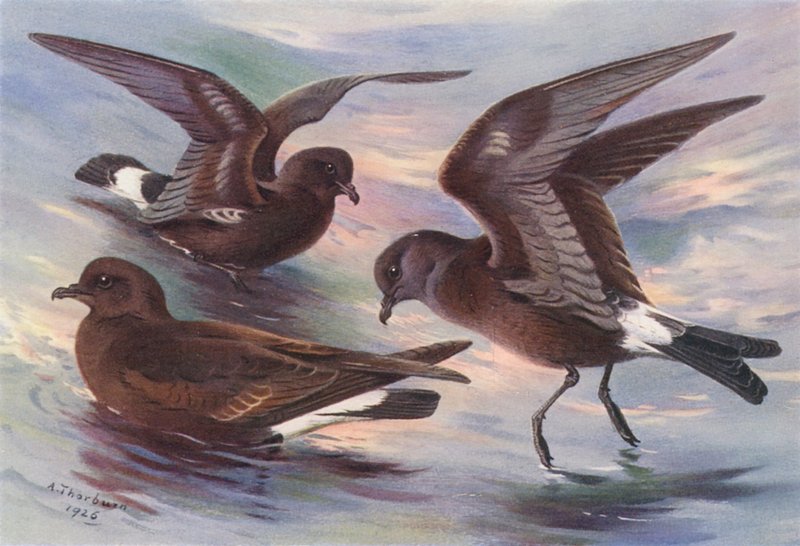Pétrel-tempête, Pétrel à Fourche de Leach, Pétrel de Wilson - Archibald Thorburn