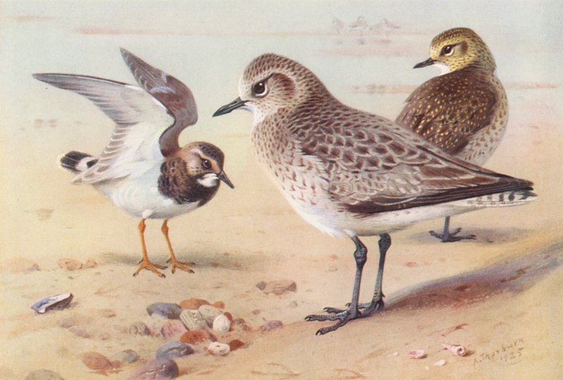 Tournepierre à Collier (hiver), Pluvier Argenté (hiver), Pluvier Doré (hiver) - Archibald Thorburn