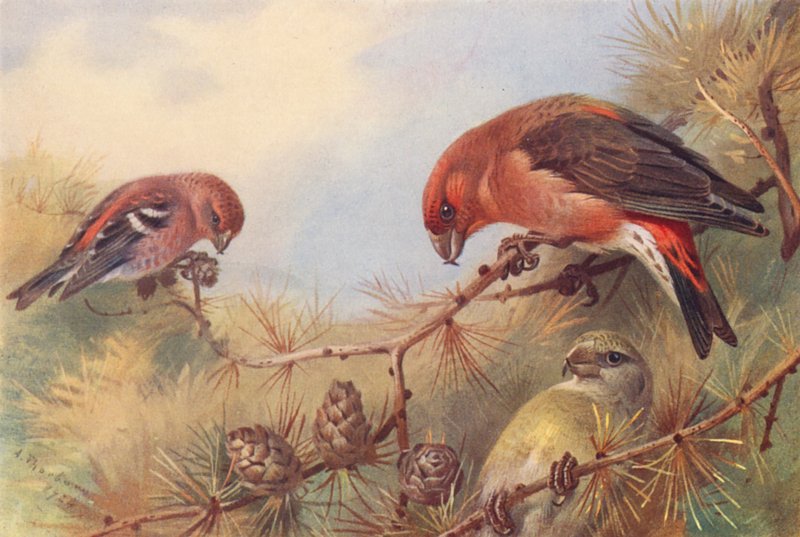 Bec-croisé bifascié, Bec-croisé (mâle et femelle) - Archibald Thorburn