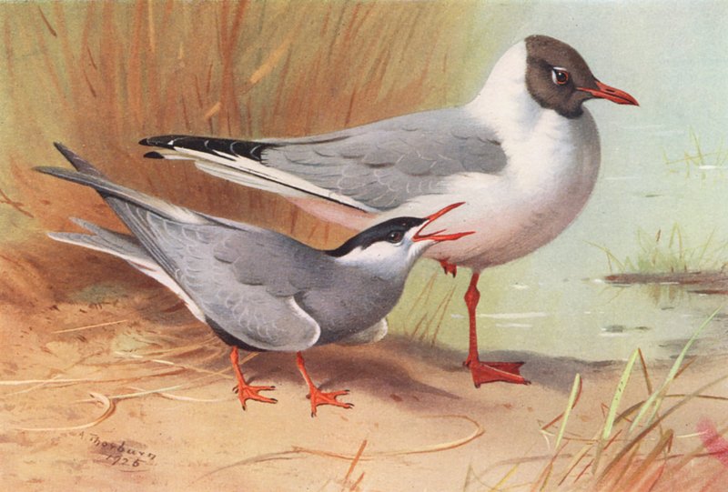 Sterne à moustaches, Mouette rieuse (été) - Archibald Thorburn