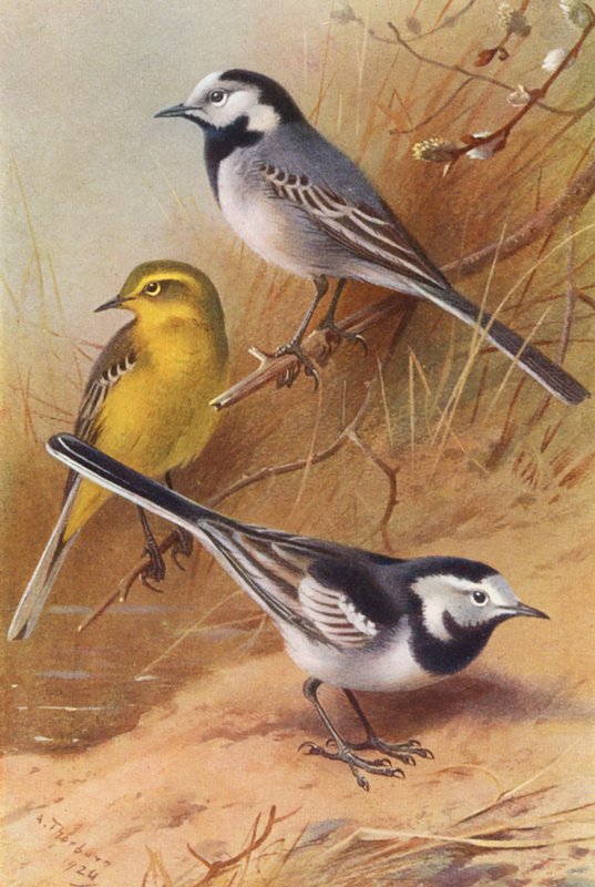 Bergeronnette grise, Bergeronnette printanière, Bergeronnette des ruisseaux - Archibald Thorburn