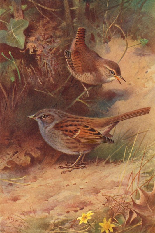 Troglodyte Mignon, Accenteur Mouchet - Archibald Thorburn
