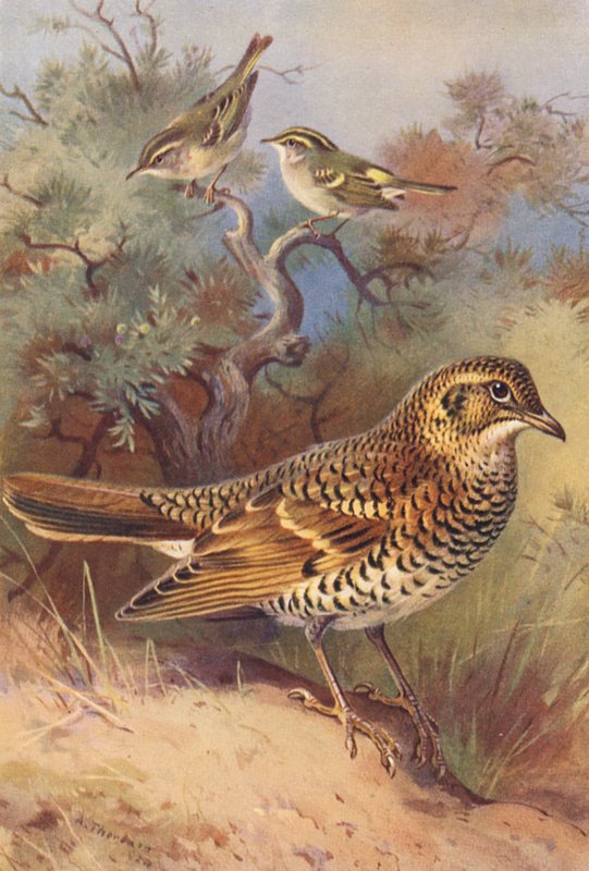 Pouillot à sourcils jaunes, Pouillot de Pallas, Grive de White - Archibald Thorburn