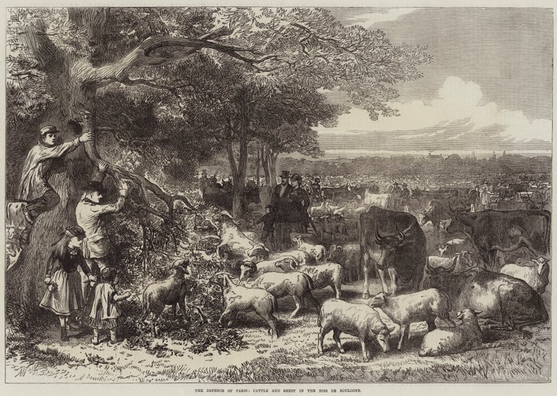 La Défense de Paris, Vaches et Moutons dans le Bois de Boulogne - Arthur Hopkins