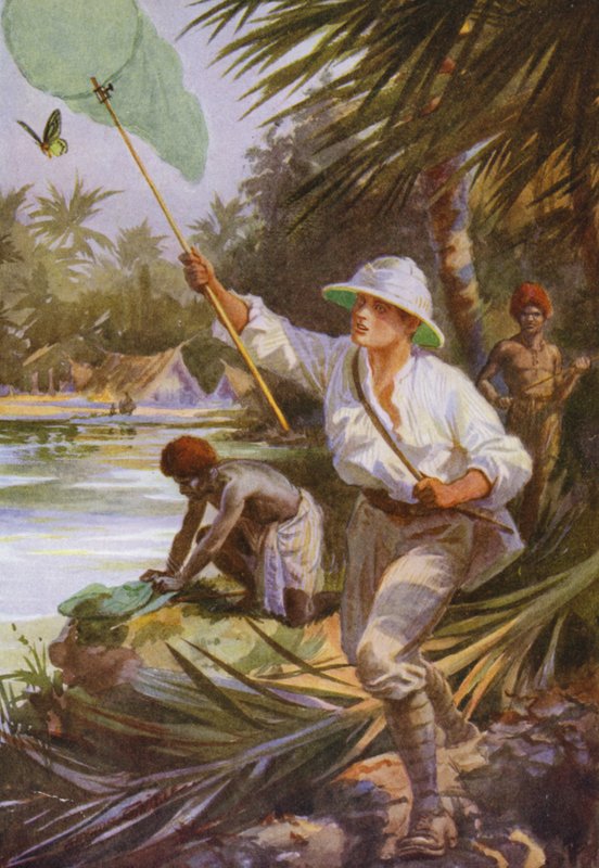 Belles papillons : Un collectionneur au travail en Nouvelle-Guinée - Arthur Twidle