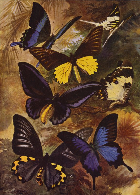 Beaux papillons : Papillons noirs et dorés des Indes orientales - Arthur Twidle