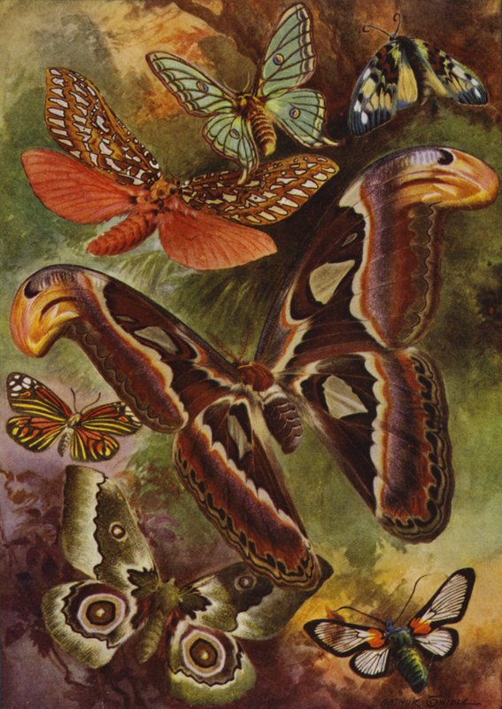 Beaux papillons : Le Grand Atlas et divers papillons de nuit - Arthur Twidle