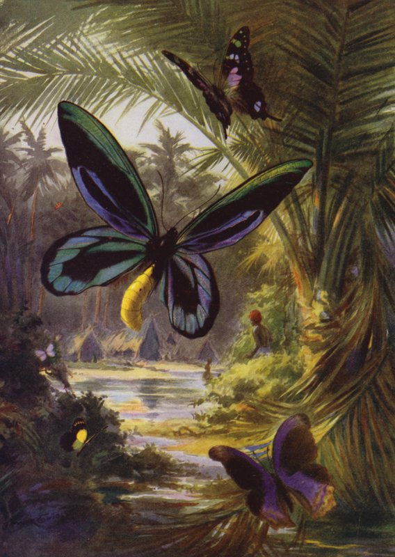 Belles Papillons : Troides Alexandrae, le plus grand de tous les papillons (lithographie en couleur) - Arthur Twidle