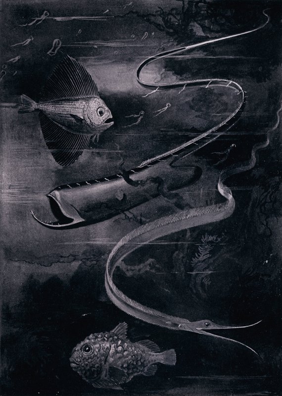 Poisson des profondeurs - Arthur Twidle