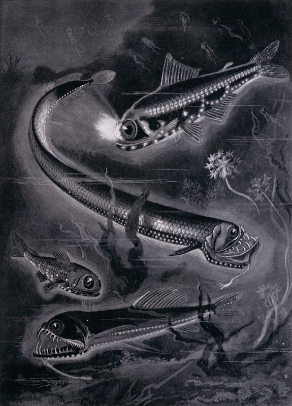 Poissons Auto-luminants - Arthur Twidle